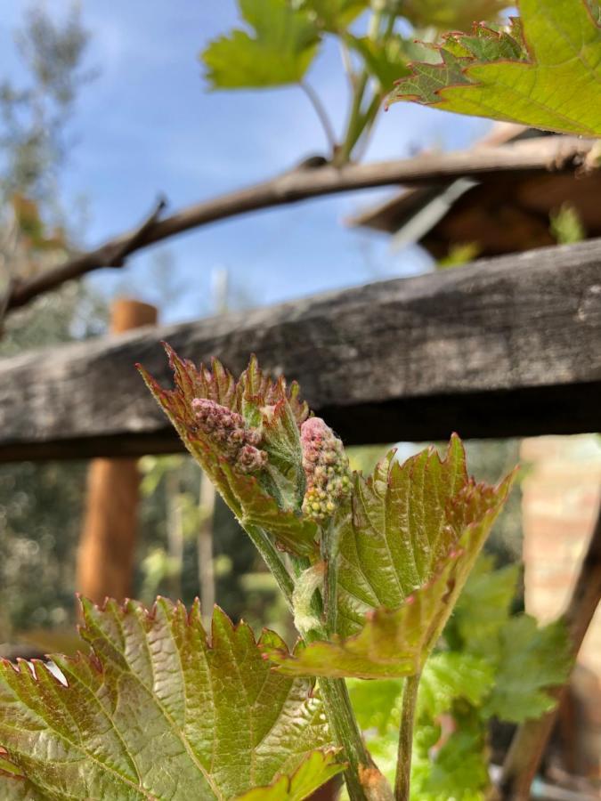 הוילה סוביצ'ילה Agriturismo San Giusto מראה חיצוני תמונה